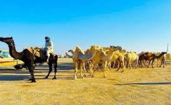 في يومه الرابع .. مزاد العظيم للإبل بحائل يشهد إقبالاً كبيراً من قبل محبي وزوار الفعاليات المصاحبة للمزاد