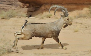 شاهد: أكبر عملية إطلاق للأحياء الفطرية المهددة بالانقراض من حيث عدد الأنواع في محمية شرعان في العلا