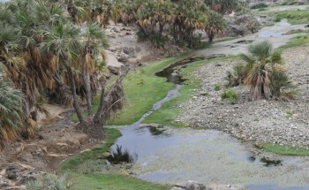 عدسة “واس” تختزل جمال الطبيعة في مركز “ريم” بجازان