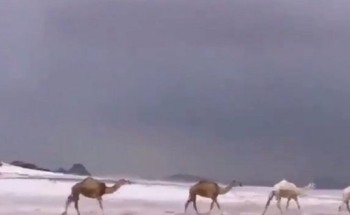 شاهد .. الإبل والجليد والضباب في مشهد بديع مع تساقط الأمطار بحائل أمس (فيديو)