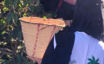 مبادرة زراعة شتلات البُن بمزرعة جميلة المالكي