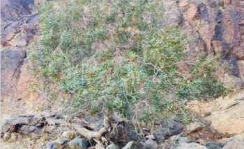 رابطة تبوك الخضراء تطلق بادرة إكثار شجرة ” البطم ” المهددة بالإندثار