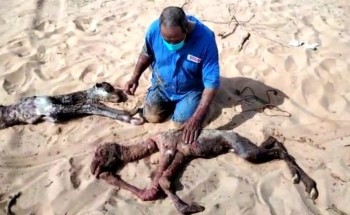 في حالة نادرة .. ناقة تلد “بكرة” و “قعود” في تيماء  تبوك .. والكشف عن مصيرهما!