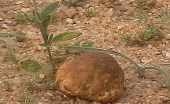 بالفيديو: مواطن يعثر على الفقع في منطقة حائل .. والمسند يكشف!