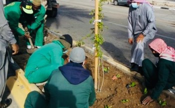 ” بلدية القريات ” : الانتهاء من زراعة ٧٩٣٥ شتلة ضمن مبادرة الجوف واحة خضراء