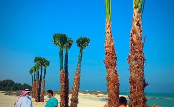 بلدية رأس تنورة تنتهي من المرحلة الأولى بزراعة 30 شجرة  واشنطونيا بالكورنيش