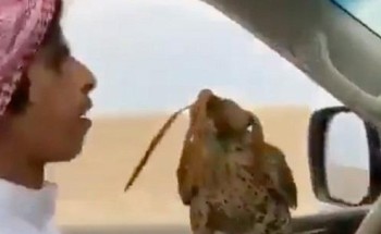 شاهد: شخص يطلق صقراً في الهواء من مركبته .. ومرافقه: اذكروا الله هذا المقناص الصح اللي بالركادة