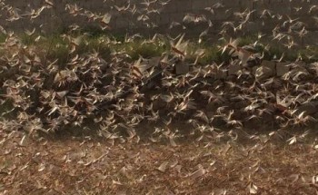 بالفيديو: الجراد يجتاح مزارع قرى غرب محافظة صبيا