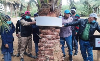 دورة تدريبية على استخدام غاز فوسفيد الالومنيوم لمكافحة سوسة النخيل في بيشة