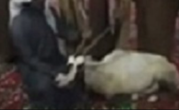 مصادر: التحقيق مع عدة أشخاص أقاموا مأدبة غداء “غزال وضيحي” .. ومفاجأة لم تكن في الحسبان!