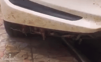 شاهد: أعداد هائلة من الجراد تستقر أسفل مركبة في المملكة