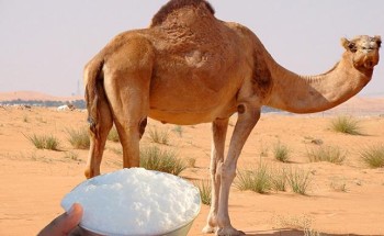قد تصل إلى الإعاقة والوفاة.. “الغذاء والدواء” تحذر من أضرار شرب لبن الإبل الخام (فيديو)‬