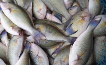 “البيئة” تحظر صيد أسماك الناجل والطرادي على ساحل البحر الأحمر لمدة شهرين