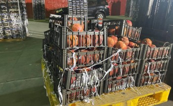 إحباط محاولة تهريب (5.3) ملايين حبة كبتاجون مخبأة في فاكهة “رمان”