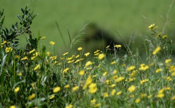 البيئة تقيم ثلاث ورش عمل افتراضية بالرياض والباحة