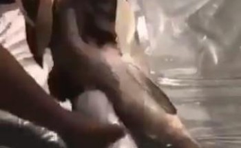 قادمة من إيران .. الجمارك الكويتية تحبط تهريب حبوب مخدرة داخل شحنة أسماك