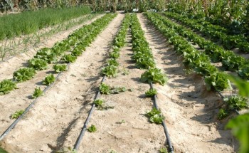 لتدوم خضراء انطلاق الحملة التوعوية الإعلامية لمبادرة خفض استهلاك المياه للأغراض الزراعية*