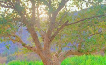 رئيس مركز ستارة يزور منتزه “ودغان” على طريق الهجرة بين مكة والمدينة