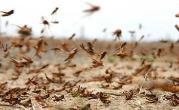 “البيئة” تحذر من خطورة وضع الجراد الصحراوي في منطقة القرن الأفريقي