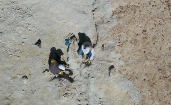 المساحة الجيولوجية: اكتشاف تاريخي لبقايا حوت منقرض قبل 37 مليون سنة شمال غرب المملكة – فيديو