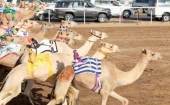 أنطلاق مهرجان ولي العهد للهجن في نسخته الثالثة يوم الأحد 29 ذي الحجة 1442 بالطائف