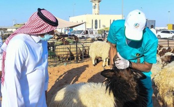 فرع وزارة البيئة بمنطقة تبوك يواصل تنفيذ حملة تعرف على أضحيتك بنفسك