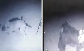 بالفيديو: ذئب مفترس يهاجم حظيرة أغنام بـ”الحناكية” ويفترس إحداها