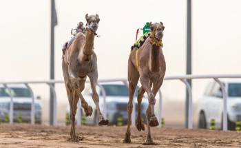 هجن مكة المكرمة تسيطر على منافسات ميدان الطائف