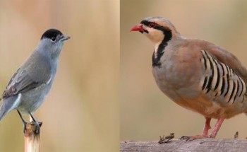 هل طائري “الحجل” و”أبو قلنسوة” من الطيور المسموح بصيدها في المملكة؟ .. الحياة الفطرية يكشف