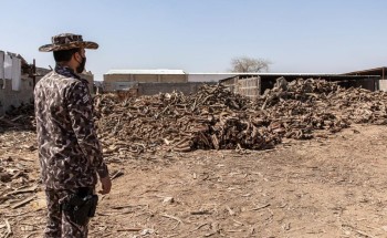 الأمن البيئي تضبط مخالفًا لنظام البيئة بحوزته 49.5 مترا مكعبا من الحطب المحلي بالرياض