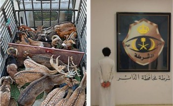 ضبط مقيم في جازان بحوزته وعول وغزلان مهربة من خارج المملكة