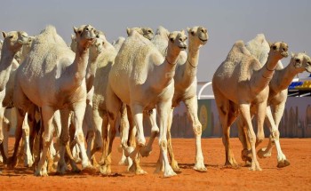 من أجل الإبلاغ عن الإبل السائبة .. البيئة: ربط منصة ترقيم الإبل مع أمن الطرق