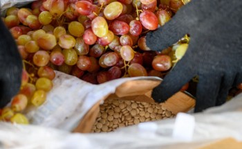 مكافحة المخدرات: إحباط مخطط تهريب أكثر من 5 ملايين قرص إمفيتامين داخل حاوية لفاكهة العنب بميناء جدة الإسلامي .. والكشف عن جنسيات المتهمين