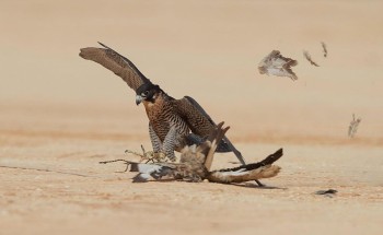 135 صقرا تتنافس في اليوم الأول لمهرجان الملك عبدالعزيز للصقور