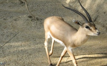 كائن فطري يتجول في أحياء الرياض.. والأمن البيئي يتدخل