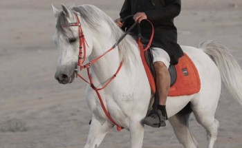 “بيت واحد من أبياته يعادل قصيدة” .. اللجنة الإعلامية الخاصة تحدد موعد تكريم الشاعر “فوزي بن مربح”