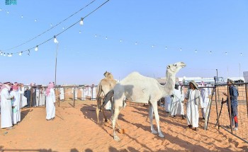 ارتفاع مبيعات مهرجان مزاد الإبل في تربة حائل إلى نصف مليون