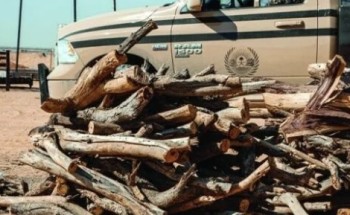 ضبط 11 مخالفاً لنظام البيئة بحوزتهم حطباً محلياً معروضاً للبيع