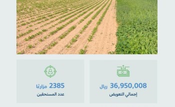 “البيئة” تبدأ صرف تعويضات 2385 مزارعًا توقفوا عن زراعة الأعلاف الخضراء أو قلصوا مساحتها
