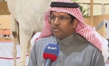 بالفيديو: صاحب ناقة “خرامة” يروي قصة نفوقها ومدة تحنيطها