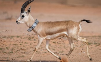 الهيئة الملكية لمحافظة العلا تطلق حملة لإعادة توطين أكثر من 1580 حيوانا بريا ينتمون لأربع فئات