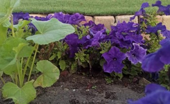 بلدية الخفجي تزين الطرق والميادين بزراعة 80 ألف زهرة متنوعة ضمن برامج جودة الحياة وتحسين المشهد الحضري