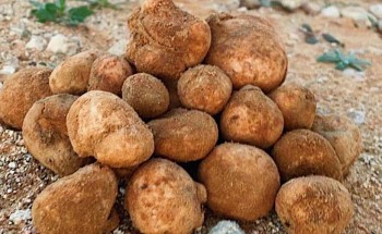 أسواق الفقع بالحدود الشمالية تشهد إقبالاً مبكرًا مع بواد الربيع بأسعار متفاوتة