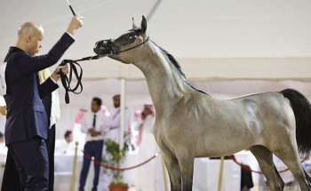 اختتام بطولة طرفة لجمال الخيل العربية الأصيلة بمركز العيد للفروسية بالجنادرية