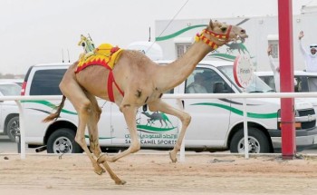 اللجنة المنظمة لكأس العلا للهجن تعلن عن شروط المسابقة في أشواط الماراثون