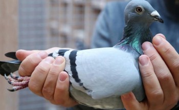 تحمل كاميرا ورقائق إلكترونية.. صيادون في الهند يعثرون على “حمامة جاسوسة”