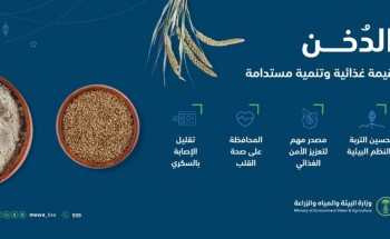 “البيئة”: استخدام التقنيات الحديثة لتطوير زراعة الدُخن وزيادة إسهامه في الأمن الغذائي