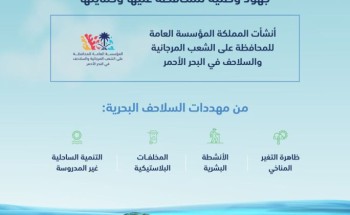 “البيئة” تشارك العالم الاحتفاء باليوم العالمي للسلاحف البحرية.. جهود وطنية لحمايتها والمحافظة عليها