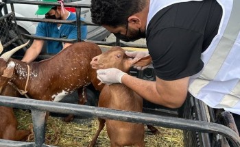 وقاء عسير يطلق حملة “جزلة” للتعريف بالطرق الصحيحة لاختيار الأضاحي