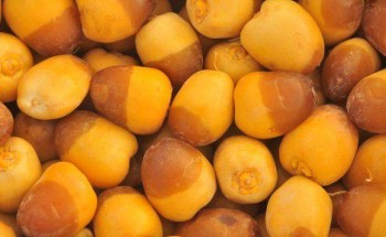 بعد انتشار الفيديوهات المثيرة للجدل.. بيان عاجل من المركز الوطني للنخيل بشأن التمور فاتحة اللون